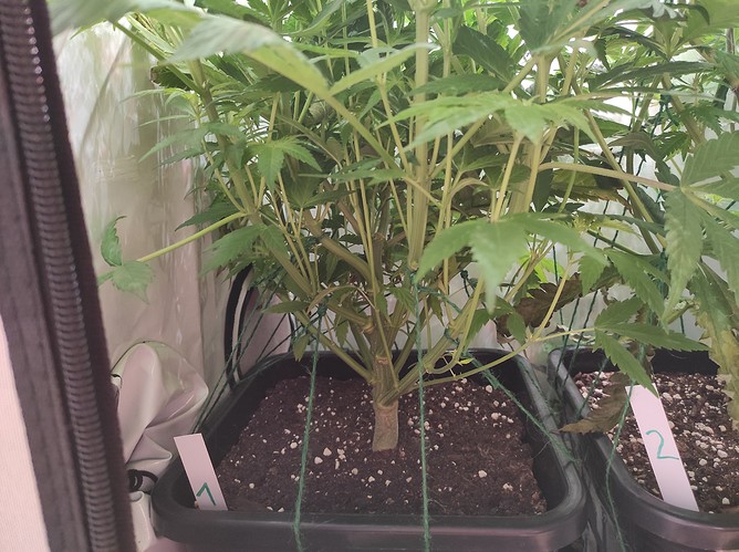 Growreport Bild 4