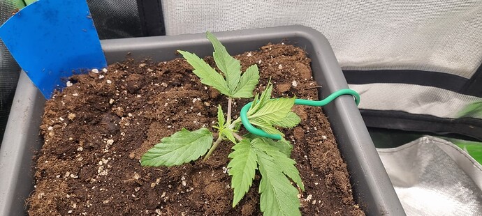Growreport Bild 4