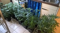 Growreport Bild 3