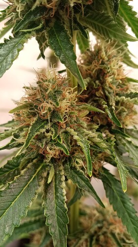 Growreport Bild 18