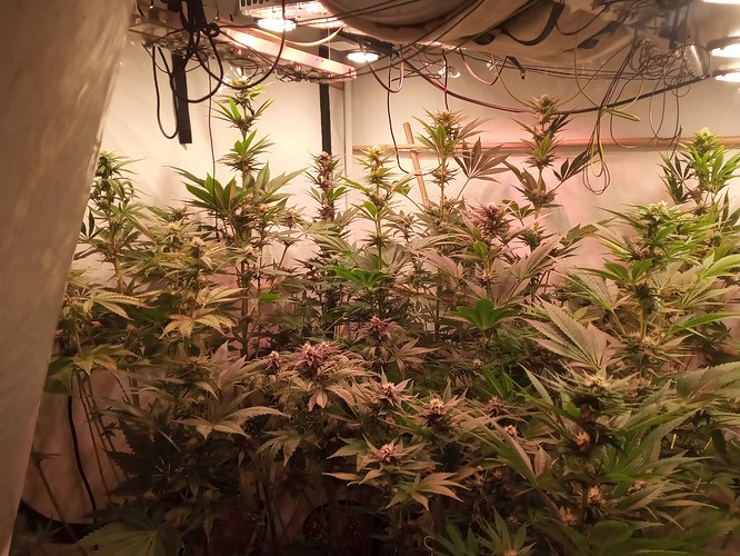 Growreport Bild 1