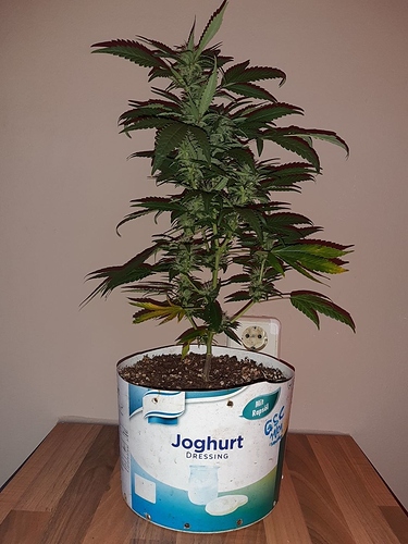 Growreport Bild 7