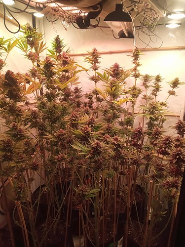 Growreport Bild 12