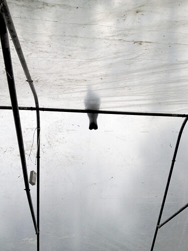 Growreport Bild 72
