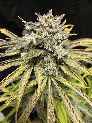 Growreport Bild 2