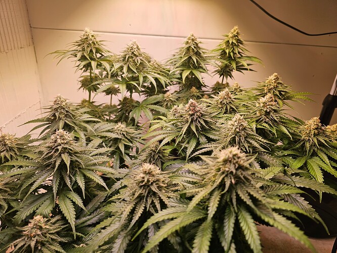 Growreport Bild 1