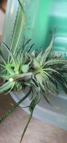 Growreport Bild 18