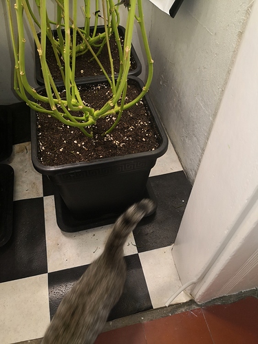 Growreport Bild 5