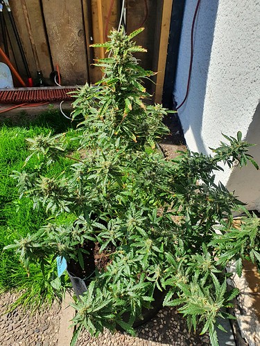 Growreport Bild 2