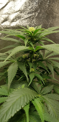 Growreport Bild 2