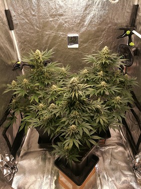 Growreport Bild 11
