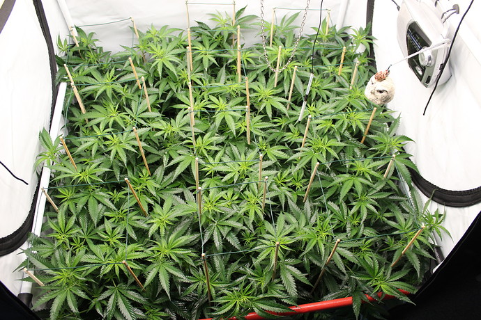 Growreport Bild 3