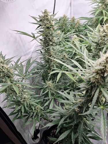 Growreport Bild 8