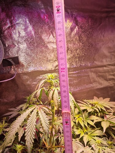 Growreport Bild 4