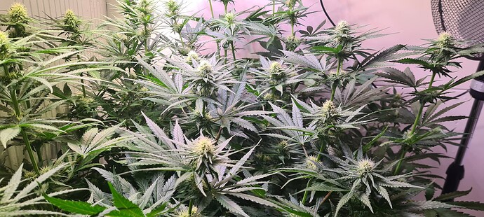 Growreport Bild 6