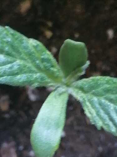 Growreport Bild 2