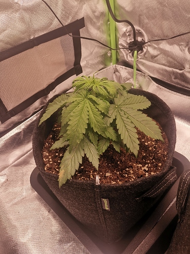 Growreport Bild 2