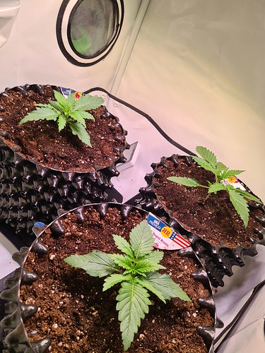 Growreport Bild 1