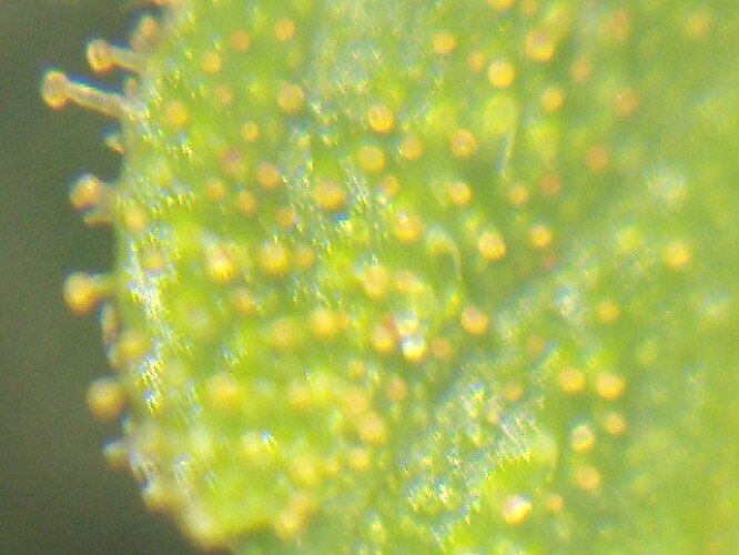Growreport Bild 23