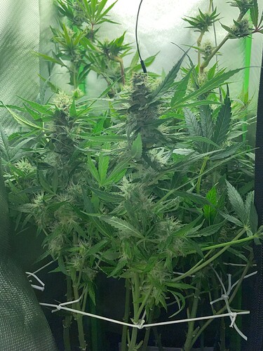 Growreport Bild 7