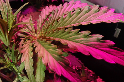 Growreport Bild 13