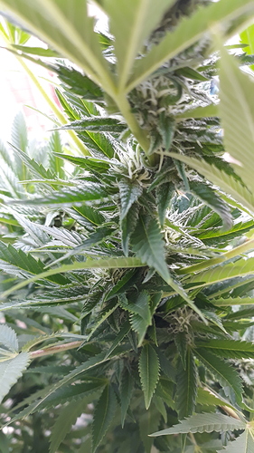 Growreport Bild 6