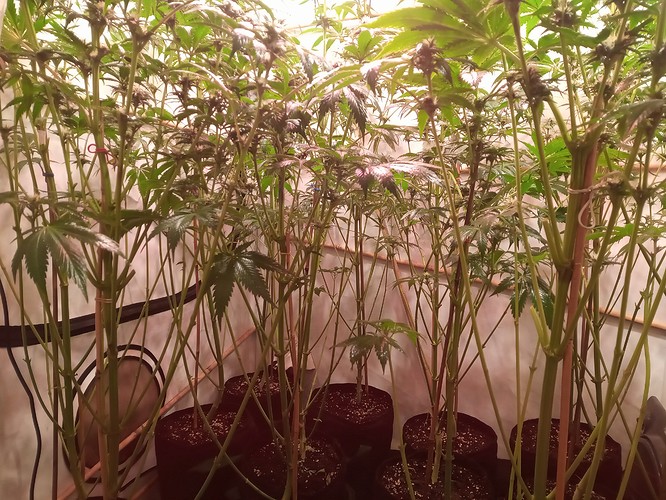 Growreport Bild 59