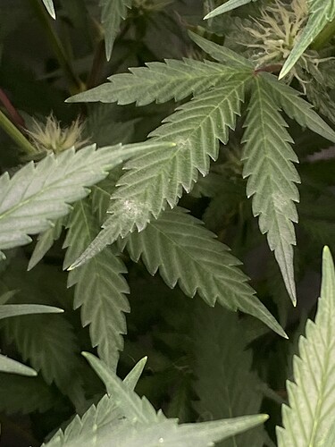 Growreport Bild 3