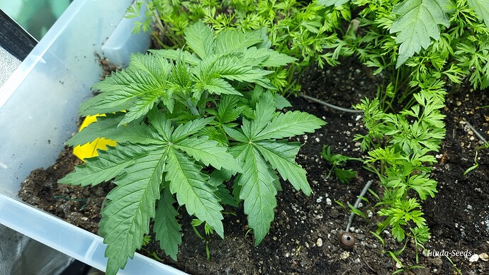 Growreport Bild 17