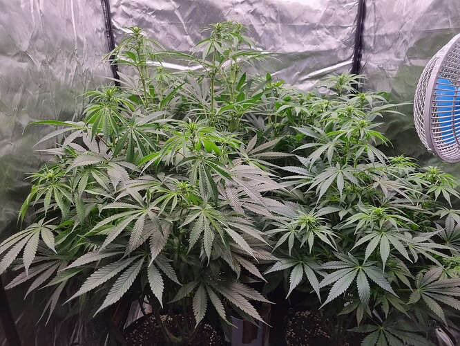 Growreport Bild 29