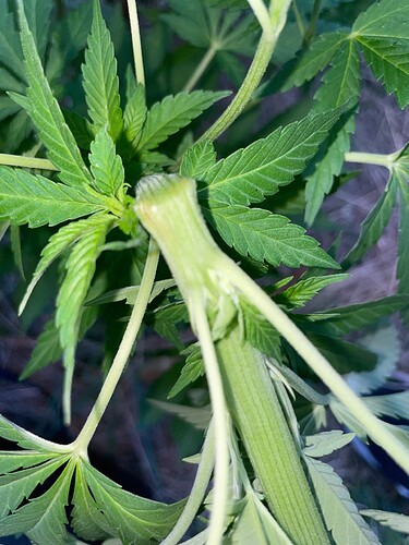 Growreport Bild 34