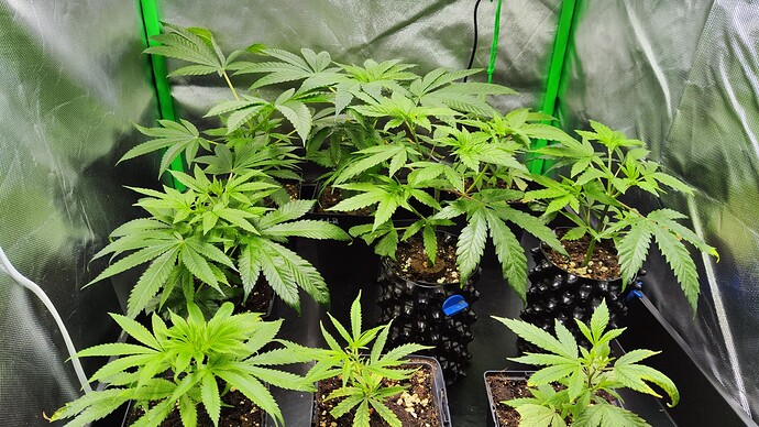 Growreport Bild 21