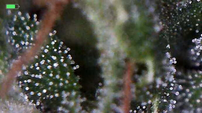 Growreport Bild 4