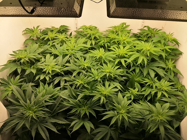 Growreport Bild 3