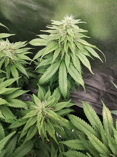 Growreport Bild 6