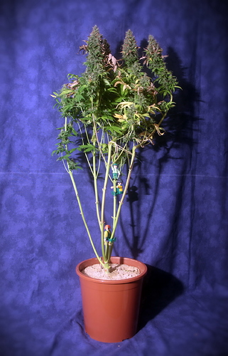 Growreport Bild 2