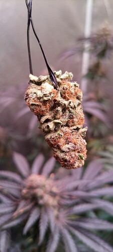 Growreport Bild 6