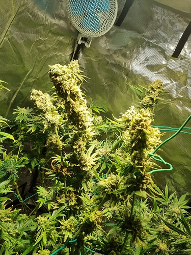Growreport Bild 15