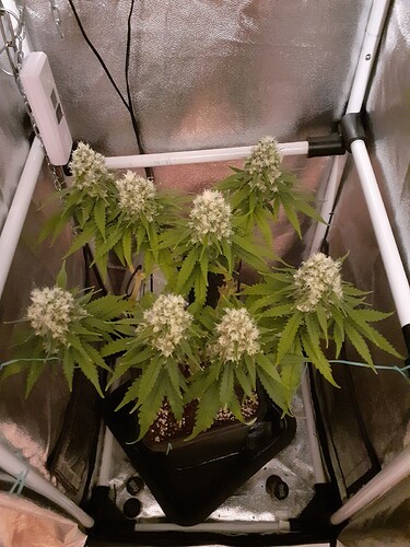 Growreport Bild 174