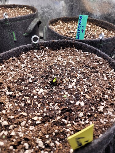 Growreport Bild 5