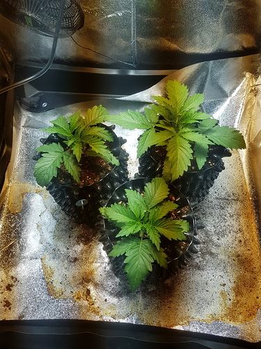 Growreport Bild 11