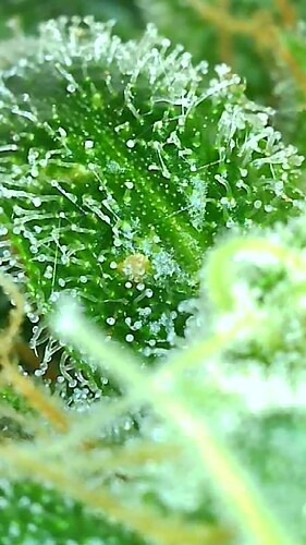 Growreport Bild 26