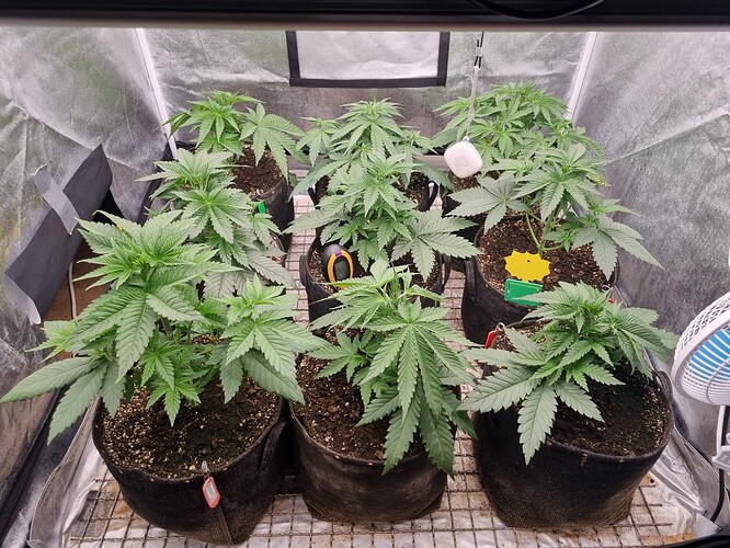 Growreport Bild 61