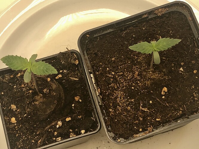 Growreport Bild 5