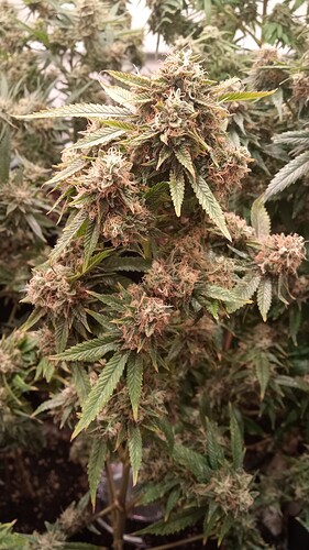 Growreport Bild 47
