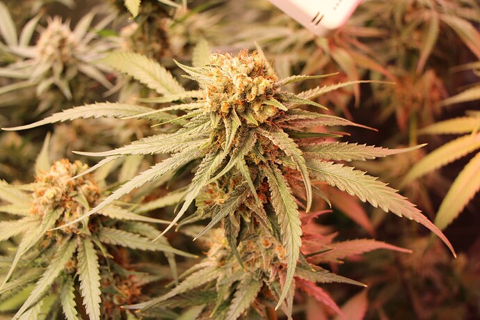 Growreport Bild 48