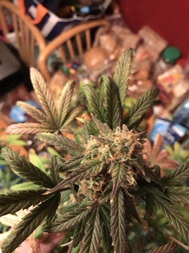 Growreport Bild 5