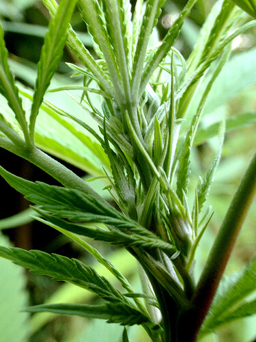 Growreport Bild 8