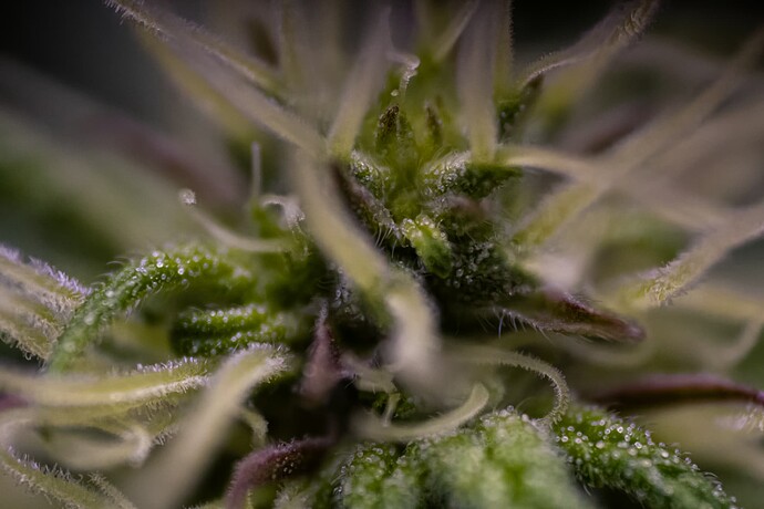 CherryMACMuffin-BT13-1747