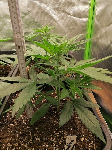 Growreport Bild 5